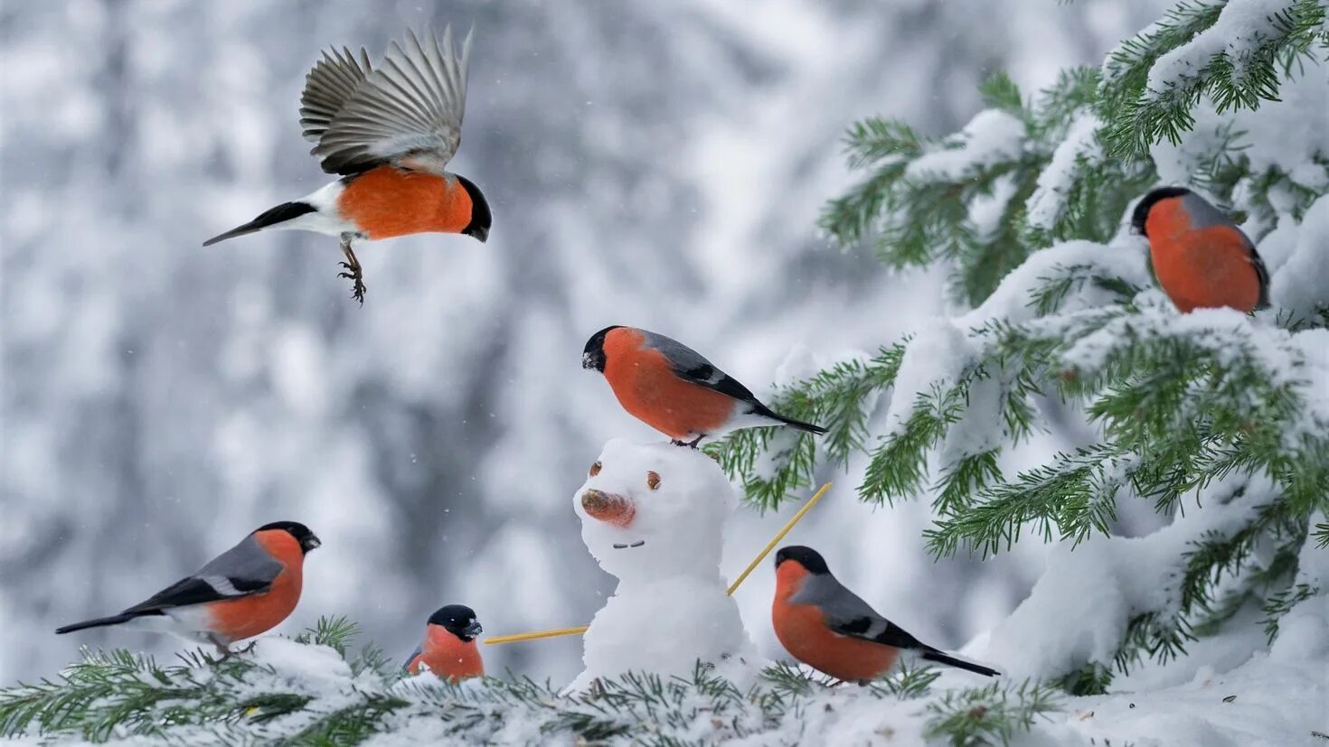 Птицы зимой песни. Снегири зимой. Птицы в зимнем лесу. Снегирь з. Зимние картинки на рабочий стол.