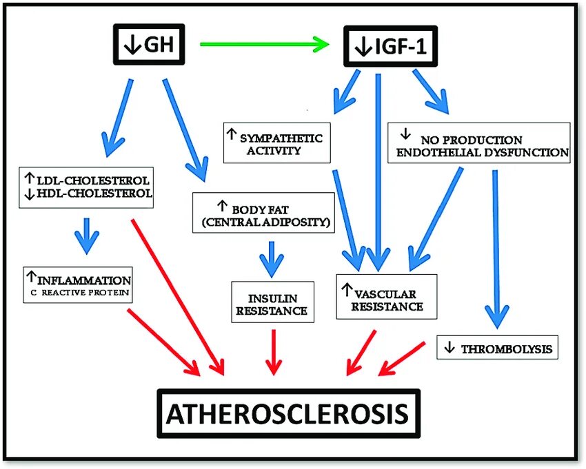 Growth Hormone. Growth Hormone Production. Hormone deficiency. Growth Hormone circulation and half Life. Produce effect