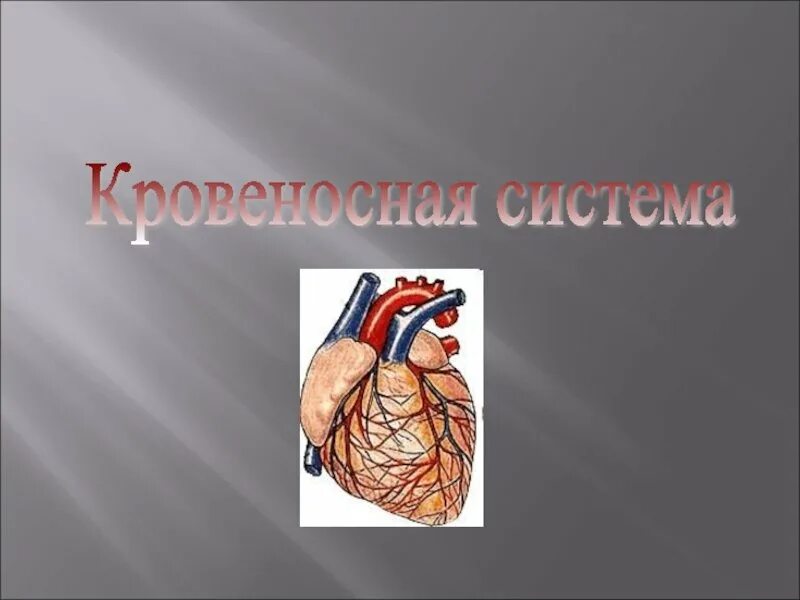 Кровеносная система человека доставляет лекарственные впр. Кровеносная система. Кровеносная система презентация. Презентация на тему кровеносная система человека. Доклад на тему кровеносная система человека.