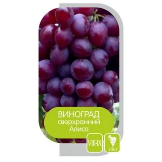 Алиса виноград