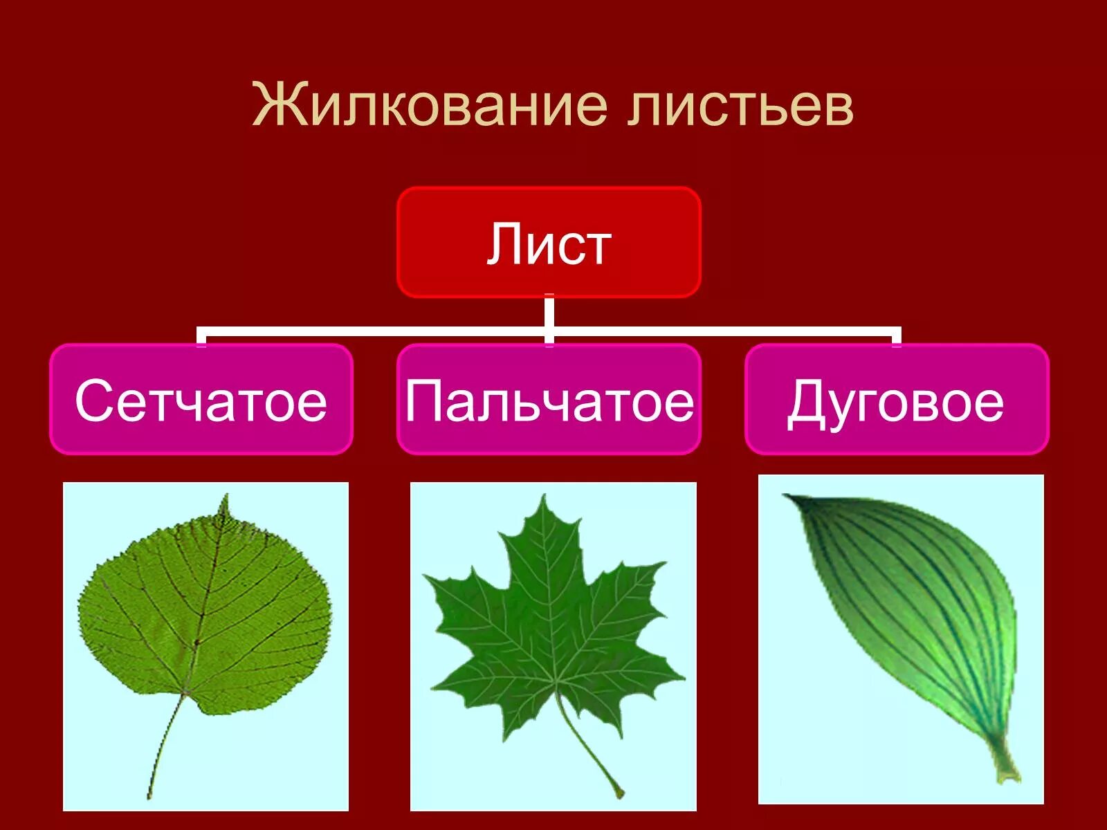 Сложные и простые цвета. Перисто сетчатое жилкование. Пальчатое жилкование листьев. Сетчатое жилкование листьев. Типы жилкования листьев сетчатое.