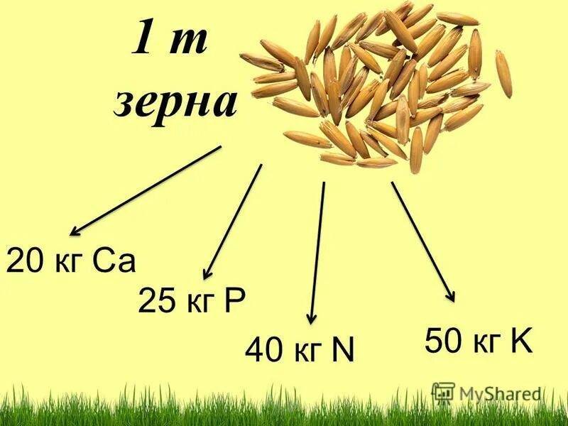 1 она мел т зерна обид вшись