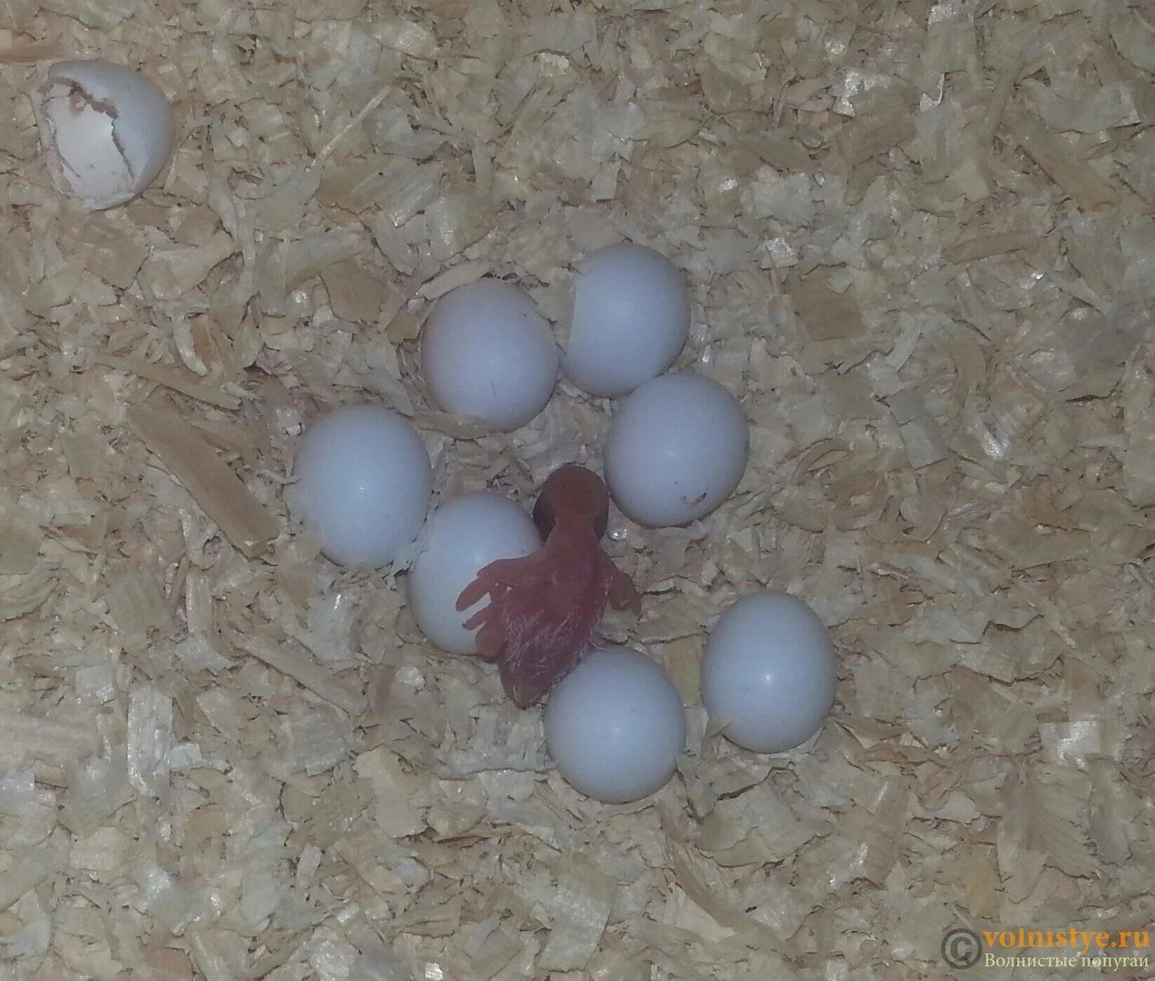 Можно ли попугаям яйцо. Оплодотворенные яйца волнистых попугаев. Неоплодотворенные яйца волнистых попугаев. Самка попугая высиживает яйца. Вылупление птенца из яйца волнистого попугая.