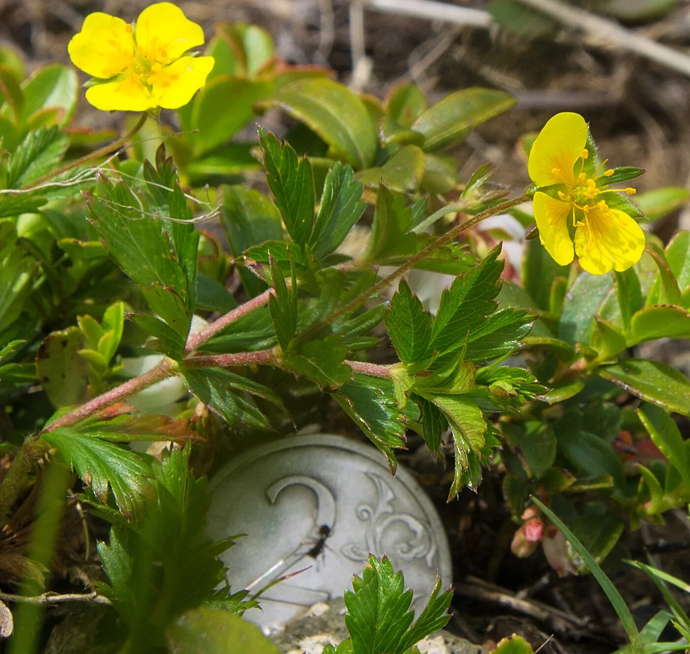 Как выглядит лапчатка. Лапчатка лесная. potentilla erecta. колган растение. лапчатка дикая.