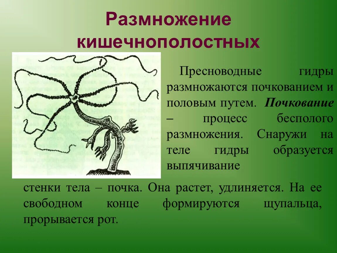 Бесполое размножение кишечнополостных. Бесполое размножение гидры. Размножение гидры пресноводной. Кишечнополостные гидра почкование. Передвижение многоклеточных