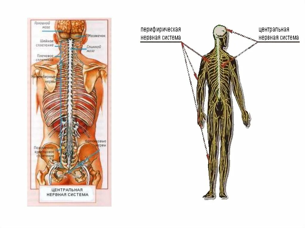 Центральная нервная система анатомия. Центральная нервная система. Нервная система ЦНС. Центральная нервная система (ЦНС). Центральная нервная система латынь.