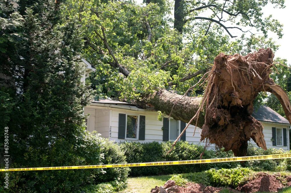Look at that tree it fall down