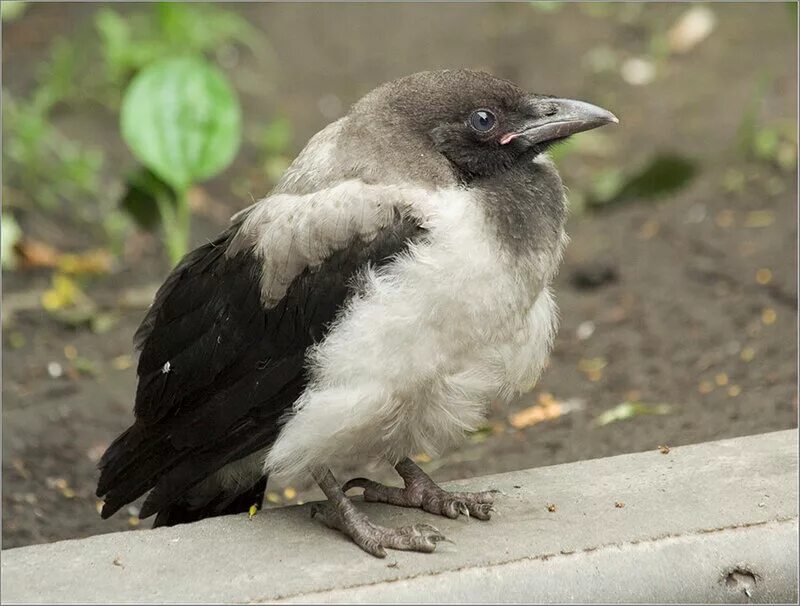птенец серой вороны. слеток ворона вороненок. серая ворона птенец слеток. птенцы слётки вороны. слеток ворона вороненок.