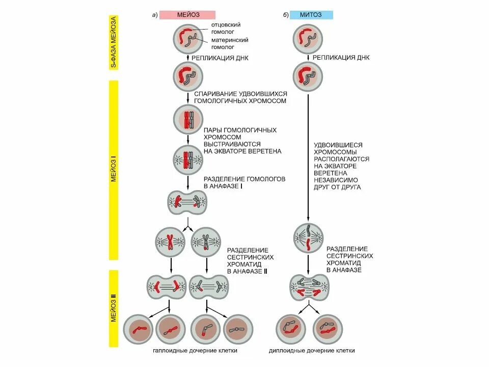 Схема мейоза редукционное деление. Мейоз схема кратко. Мейоз подробно по фазам. Мейоз 1 редукционное деление. Митоз и мейоз проверочная