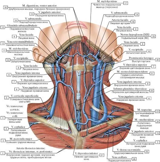 Яремная артерия где находится. Наружная яремная Вена анатомия. Верхняя яремная Вена анатомия.