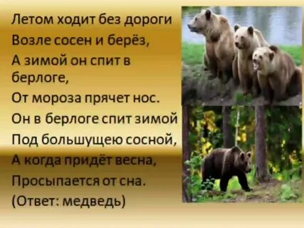 Бурый медведь загадка