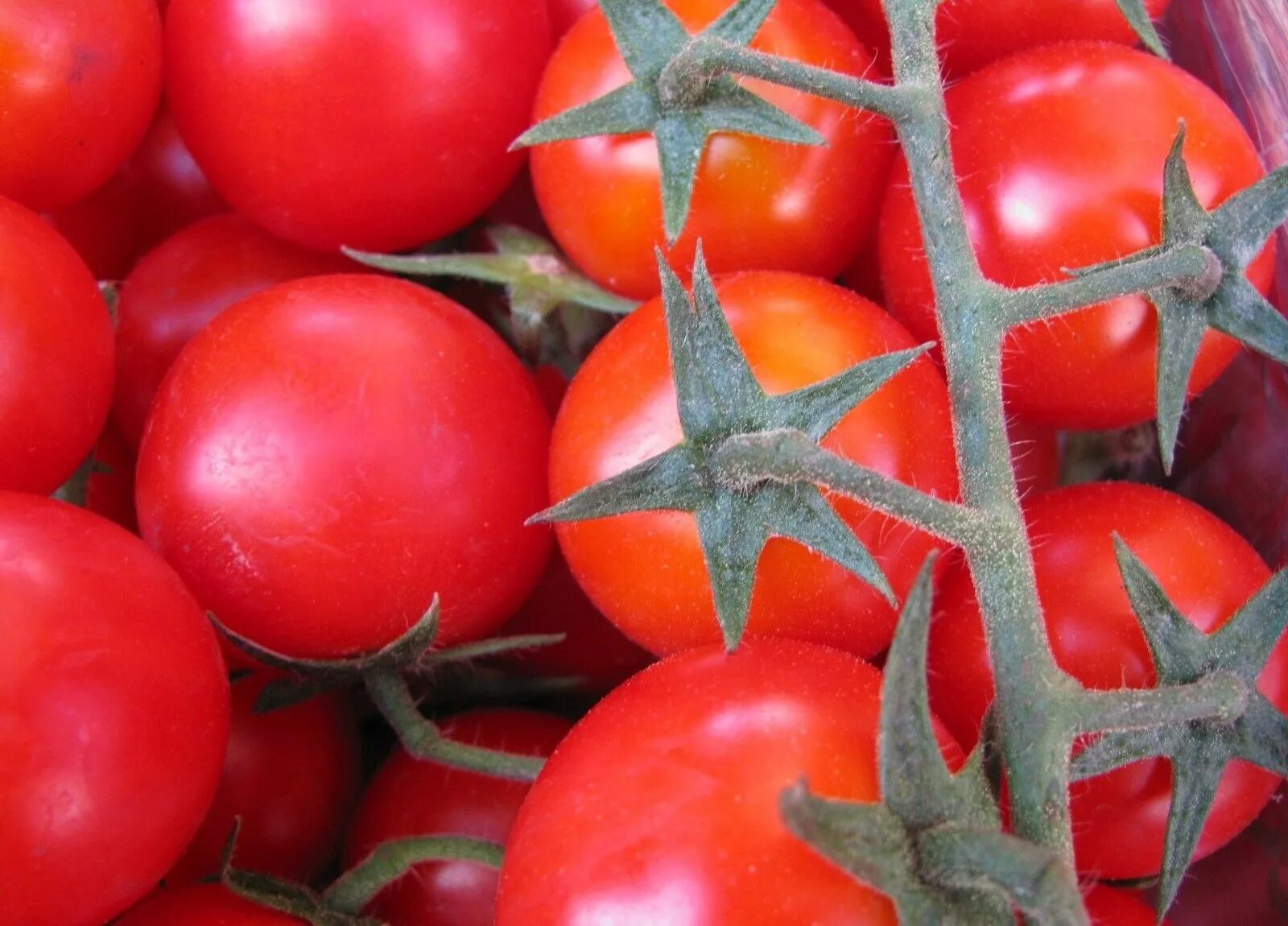 Tomato &quot;Red Dome f1&quot;. Томат Примо ред. Черри красная гроздь. Томат красная гроздь