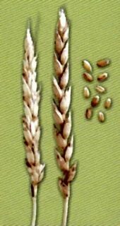 Колосья сорта яровой мягкой пшеницы Альбидум 32 