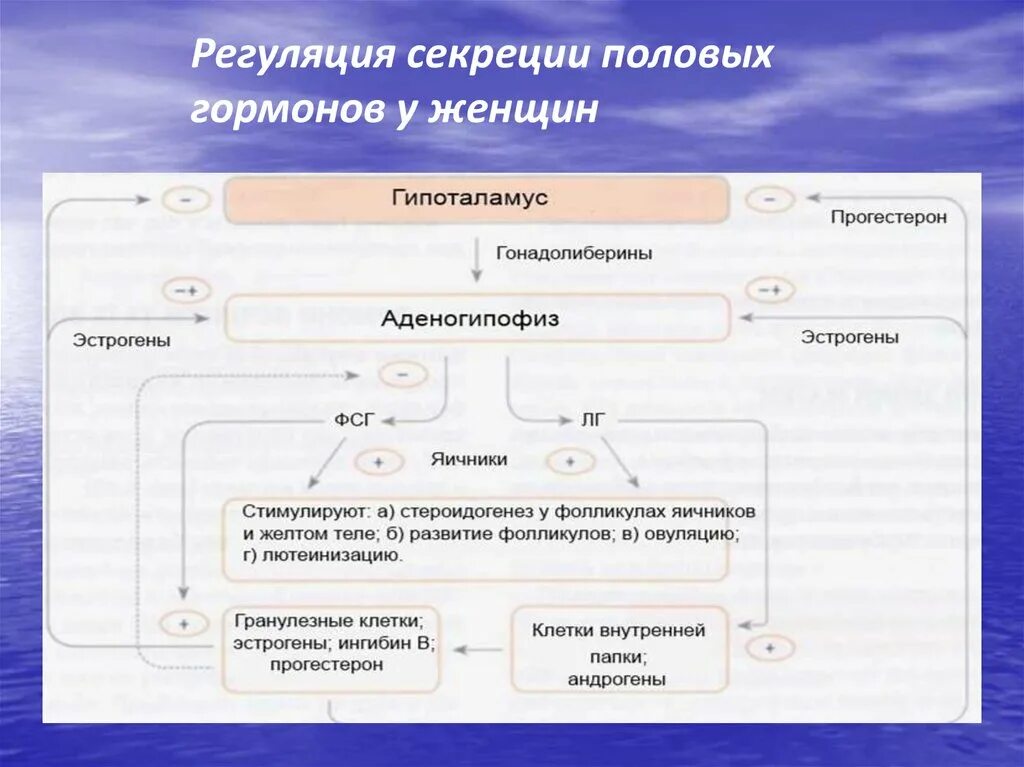 Регуляция выработки половых гормонов. Регуляция секреции половых гормонов. Регуляция секреции мужских гормонов. Регуляция секреции эстрогенов.