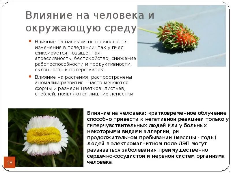Влияние человека на растения. Как растения и животные влияют друг на друга. Окружающая среда влияет на растения. Экозащитная техника и технологии презентация. Влияние растений на окружающую среду.