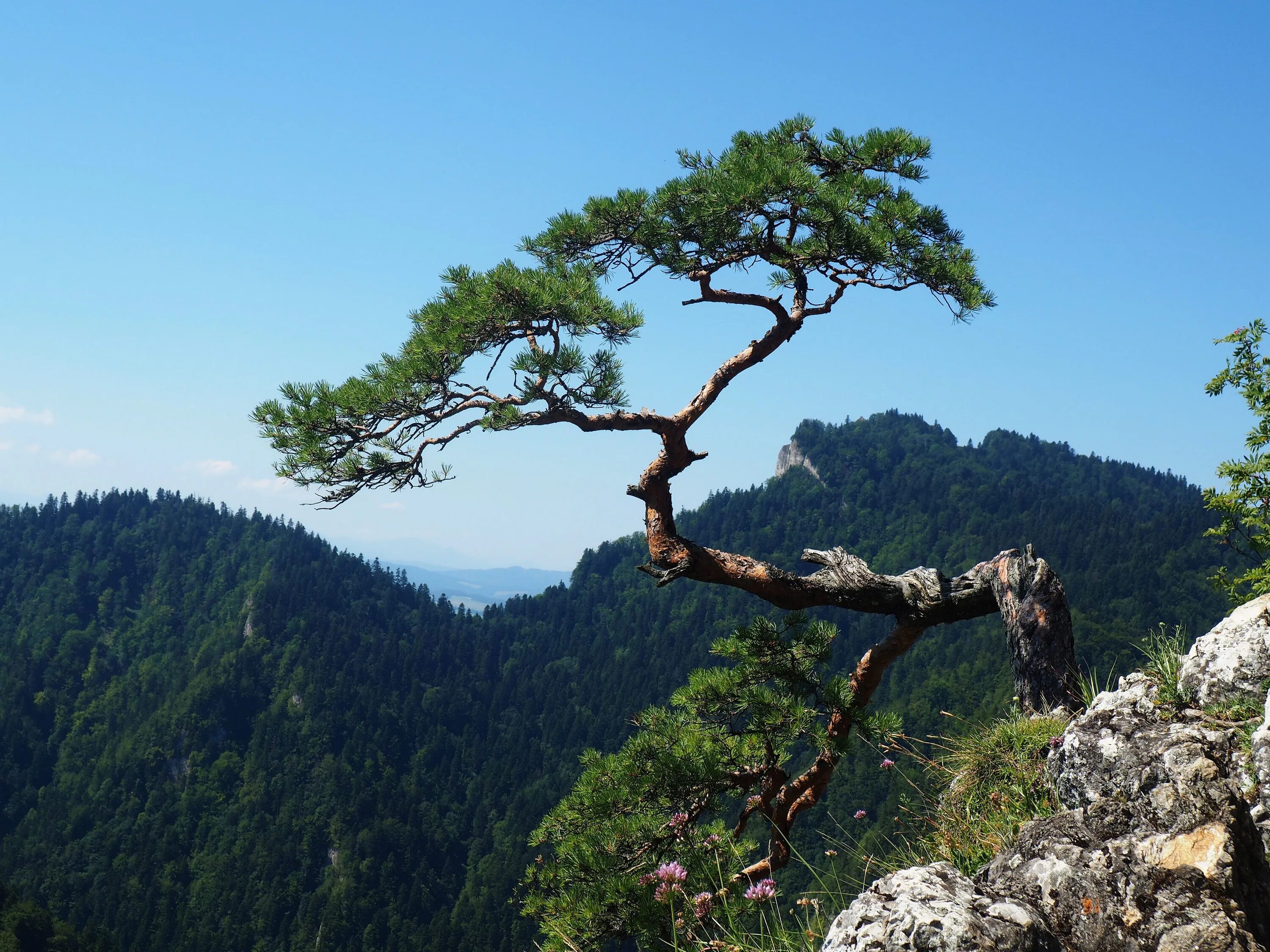 Гора гну. Pinus Hamata. Китайская Горная сосна. Сосна крючковатая дерево. Сосна ниваки.