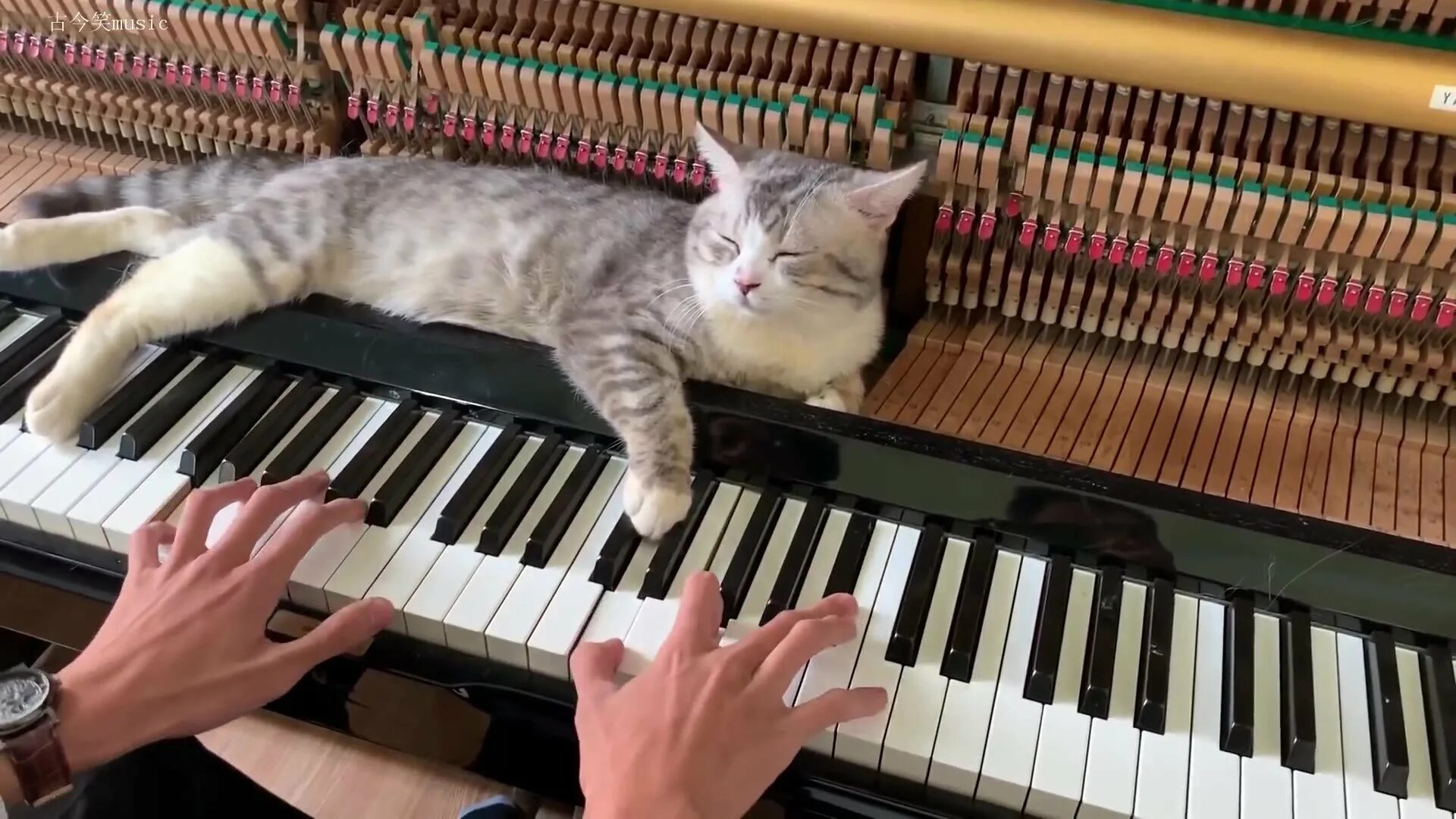 Кошка музыкант
