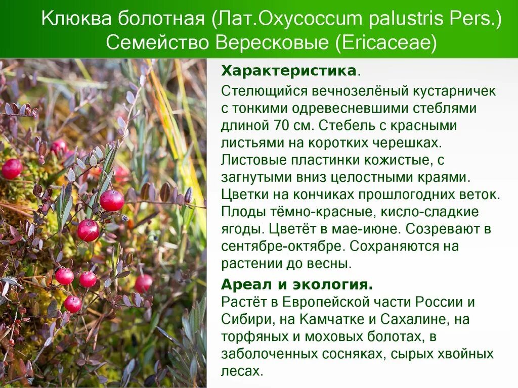Прочитайте определите тему на болотах поспела клюква. Клюква болотная красная. клюква болотная лечебное растение. клюква описание растения.