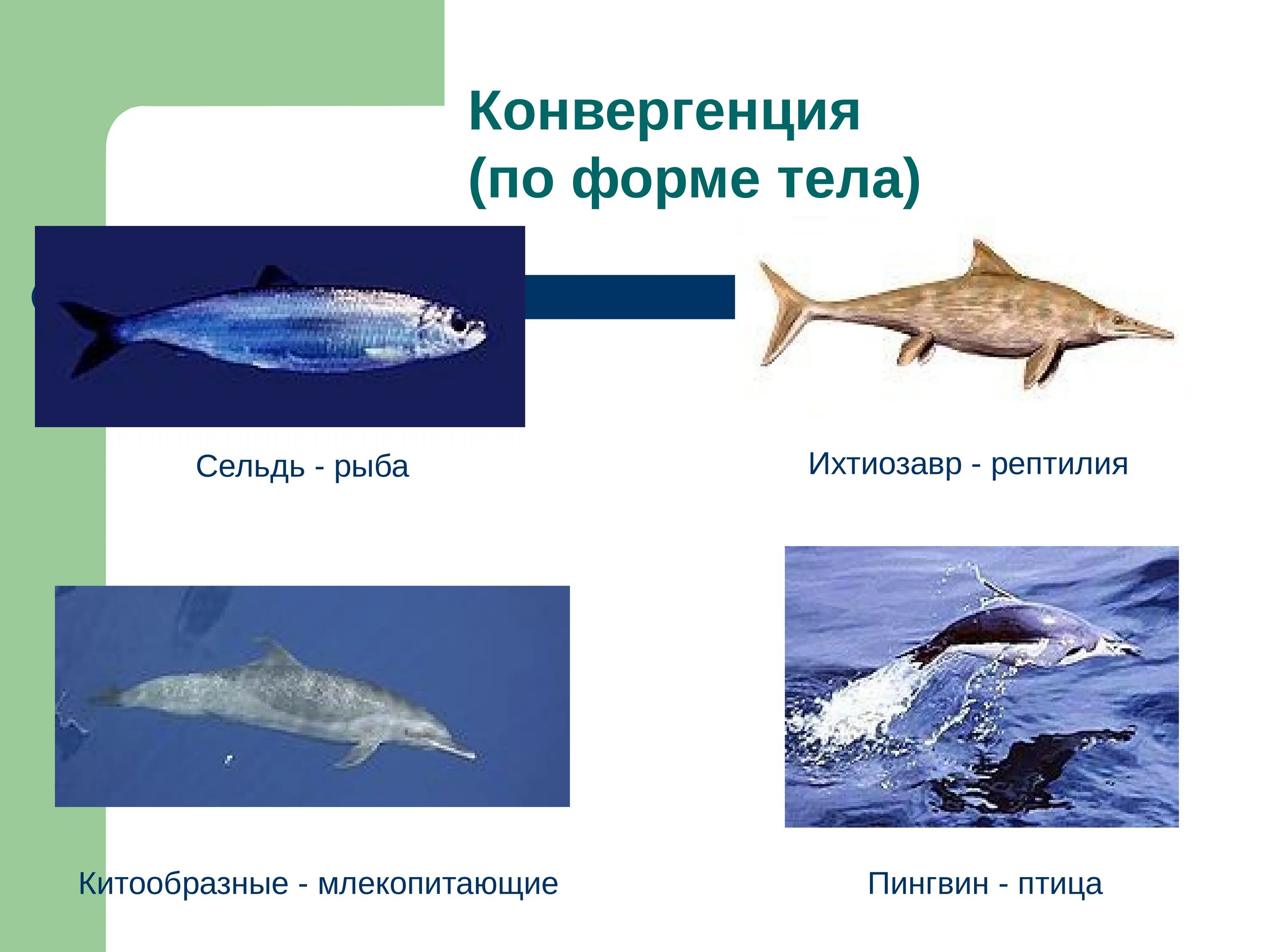 Конвергенция формы тела. Конвергенция рыб. Конвергенция Ихтиозавр. Форма тела китообразных. Тип конвергенции