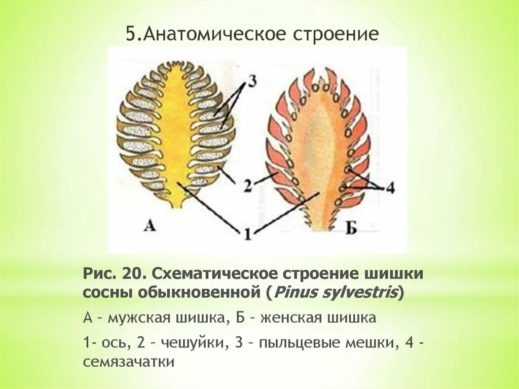 Семязачатки лежат на чешуях шишек. Строение женской шишки сосны обыкновенной. Продольный срез женской шишки сосны обыкновенной. Строение мужской шишки сосны обыкновенной. Продольный срез мужской шишки сосны.