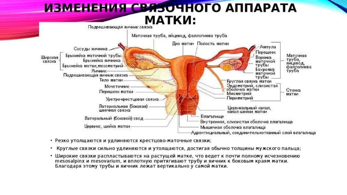 Матка и ее связочный аппарат. Матка анатомия строение связки. Связочный аппарат яичника. Связки аппарат матки.