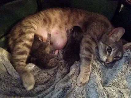 Кошка родила котят а живот большой