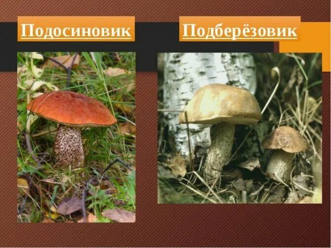 Белый подберезовик Foto-Gadanie.ru