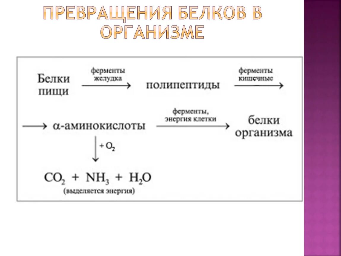 Превращение белков пищи в организме. Превращение белков в организме схема. Превращение белка в организме. Преобразование белков в организме. Преобразование белка