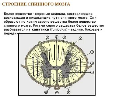 Внутреннее строение белого вещества спинного мозга