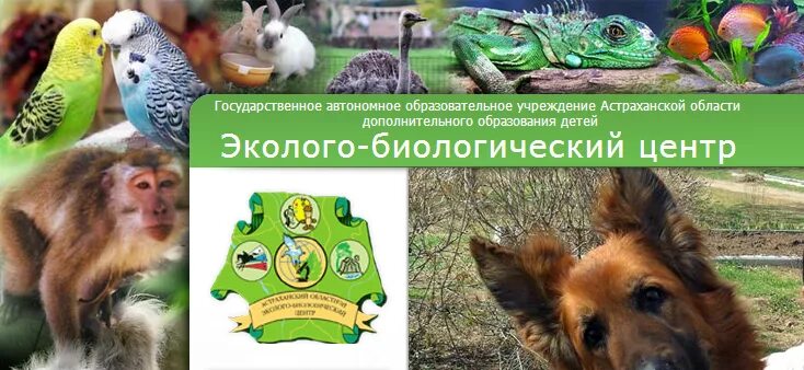 Лабинск эколого биологический центр. Лагерь юннаты. Эколого биологический конкурс астрахань. Станция юннатов астрахань. Эколого биологический конкурс астрахань.