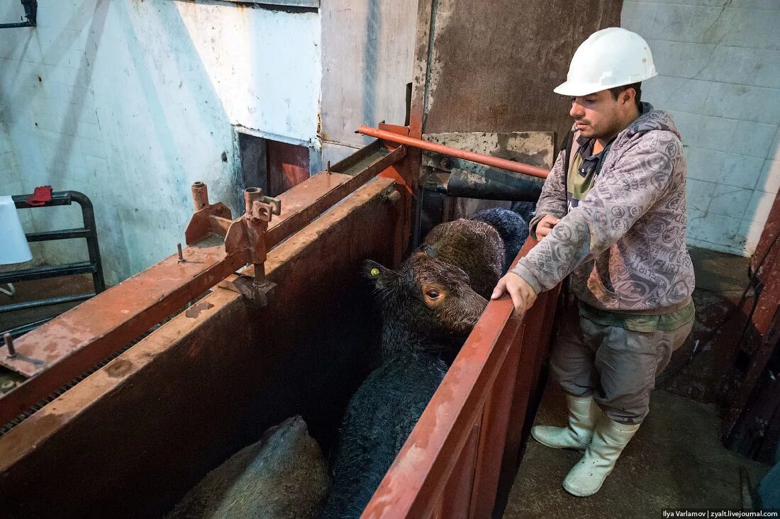 Забой скота на мясокомбинате. Оглушение крс электрическим током. Забой скотины. Оборудование для обескровливания крс. Забой скотины.