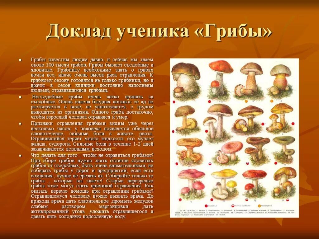 Запиши в словарик грибница - найдено 90 картинок