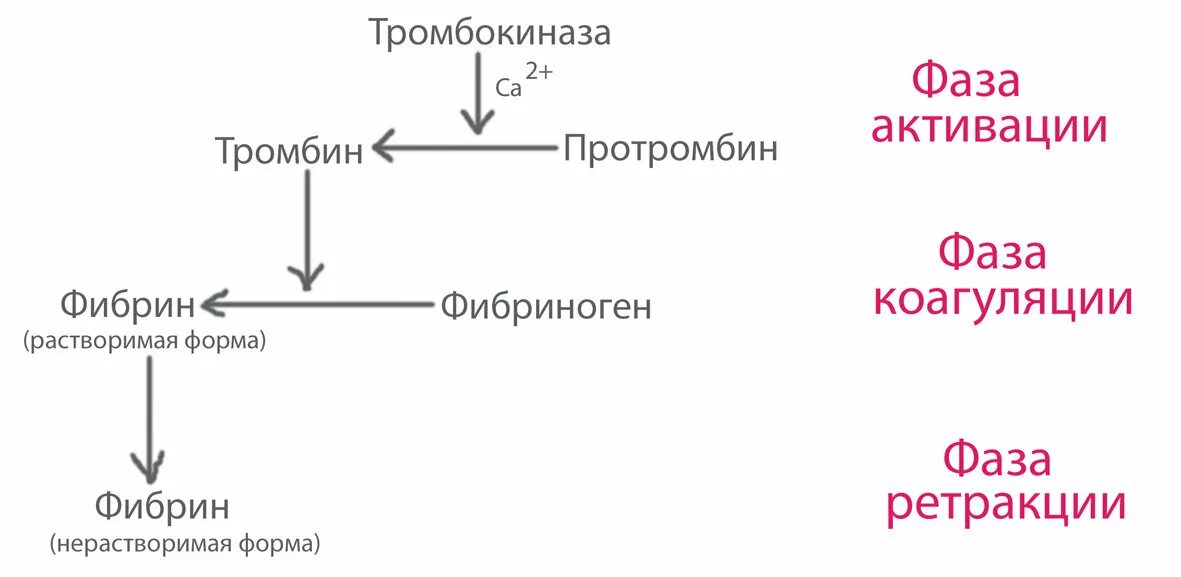 Как изменится количество фибрина после пореза. Фазы свертываемости крови схема. Схема процесса образования фибрина в крови. 1 Фаза свертывания крови схема. Превращение протромбина в тромбин.