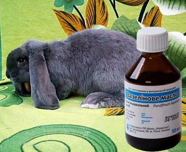 Можно ли котам масло. Слабительное для кроликов. слабительные препараты для кроликов. масло для кота от запора. масло для животных от запора.