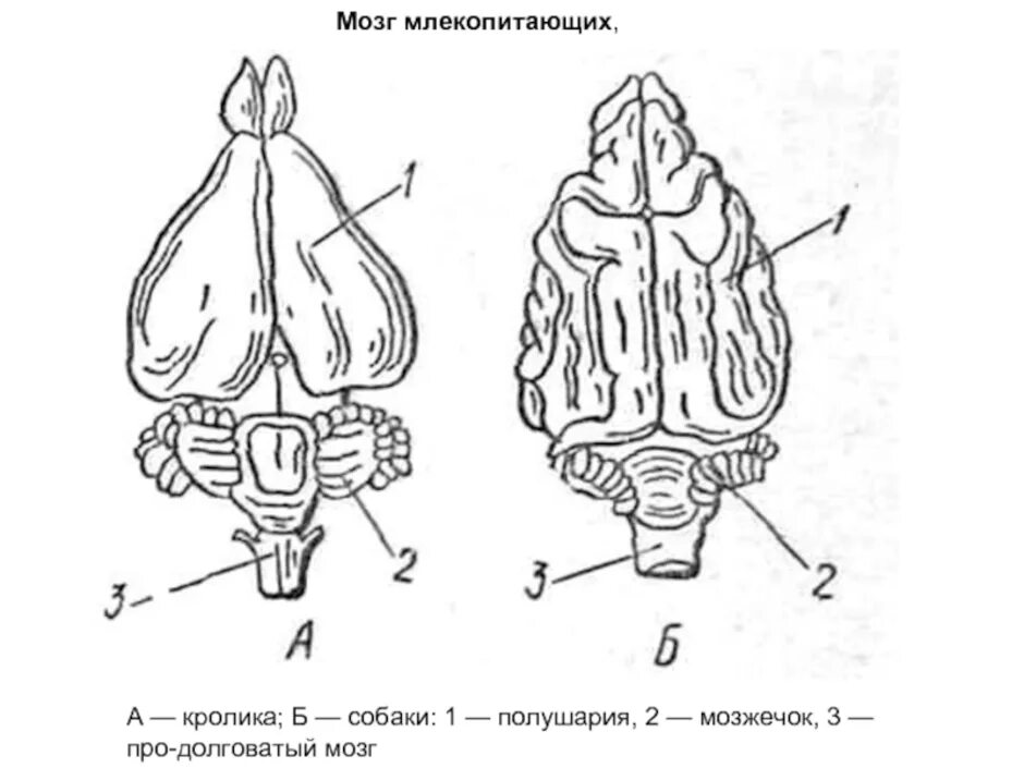 Центры мозга млекопитающих. Строение головного мозга млекопитающих. Строение отделов головного мозга млекопитающих. Схема головного мозга млекопитающих. Головной мозг млекопитающих кролик.