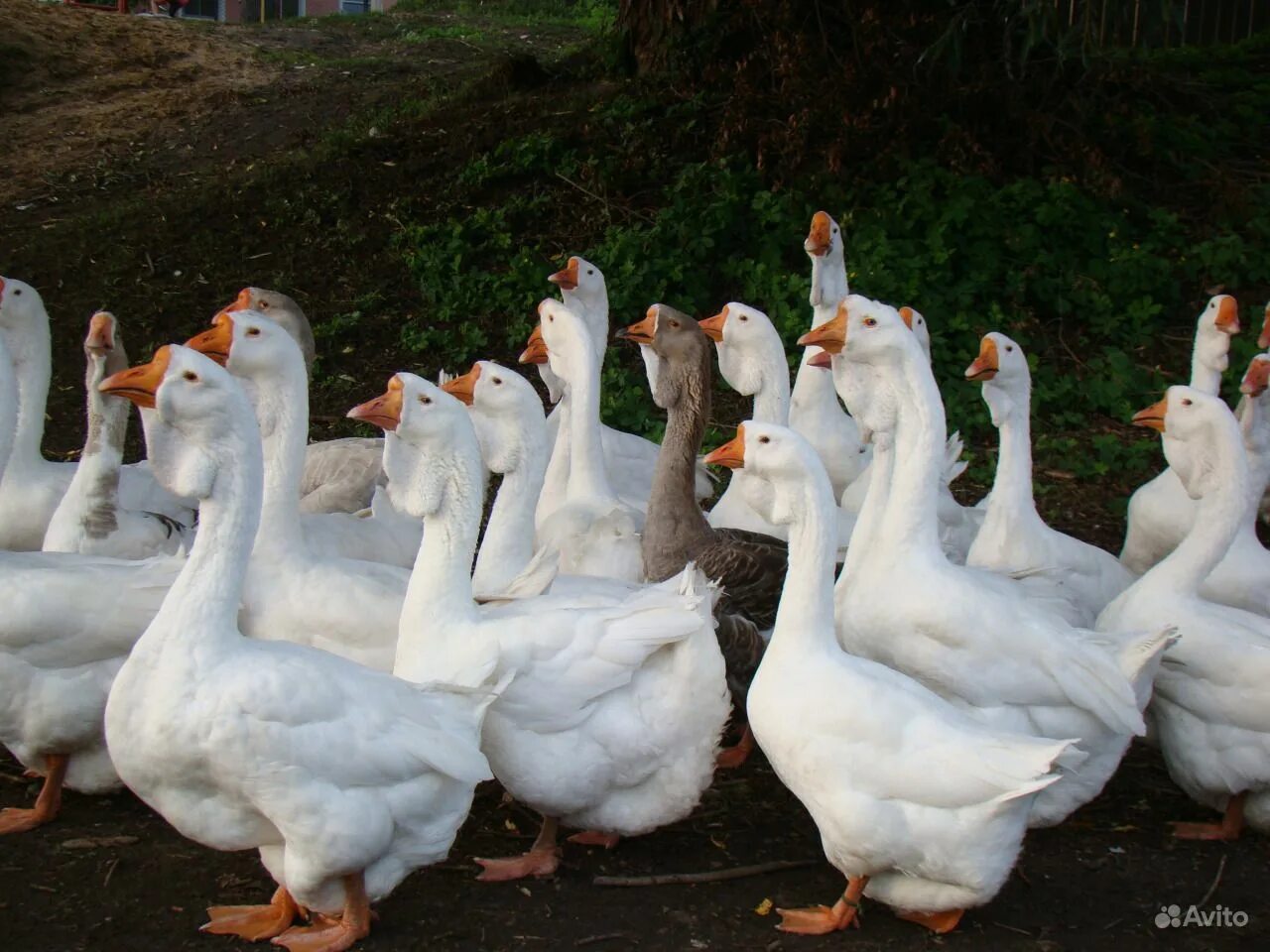 Гуси белгородская область холмогорские. Гуси белгородская область холмогорские. Гуси холмогоры в липецкой области. Помесные холмогорские гуси. Белгород авито гусь.