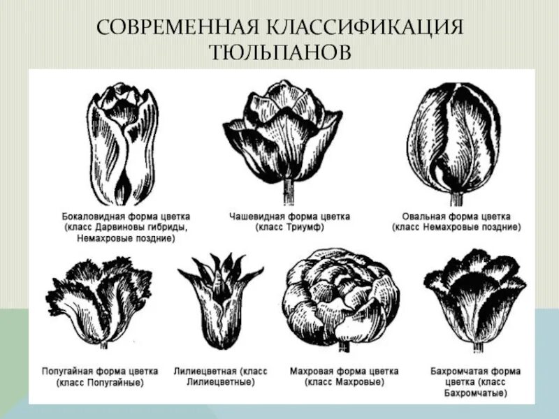 Какой тип питания характерен для тюльпана. Систематика тюльпана. Классификация тюльпанов таблица. Чашевидные тюльпаны. Тип цветка тюльпана.