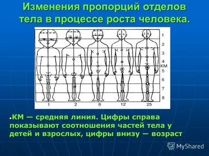 Сделать 5 пропорций
