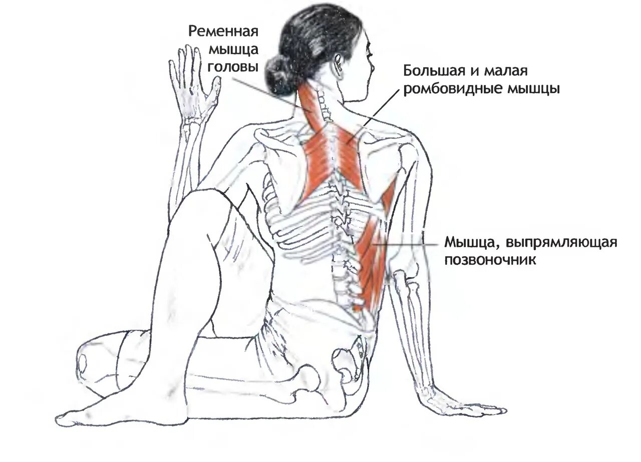 Болит спина при повороте. Ардха Матсиендрасана. Ардха Матсиендрасана анатомия. Ардха Матсиендрасана Айенгар. Ардха Матсиендрасана мышцы упражнения.