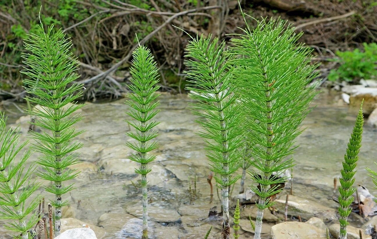 Хвощи хвойные. Хвощ полевой (Equisetum arvense). Хвощ полевой Equisetum arvense l.. Equisetum telmateia. Хвощ большой Equisetum telmateia.