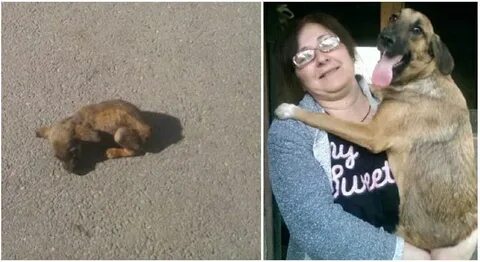 Девушка спасла собаку
