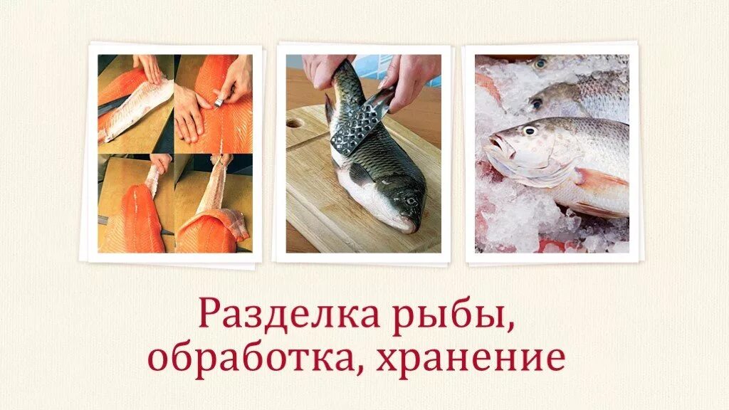 Механическая кулинарная обработка рыбы. Разделка рыбы. Схема разделки рыбы. Технологическая обработка рыбы.
