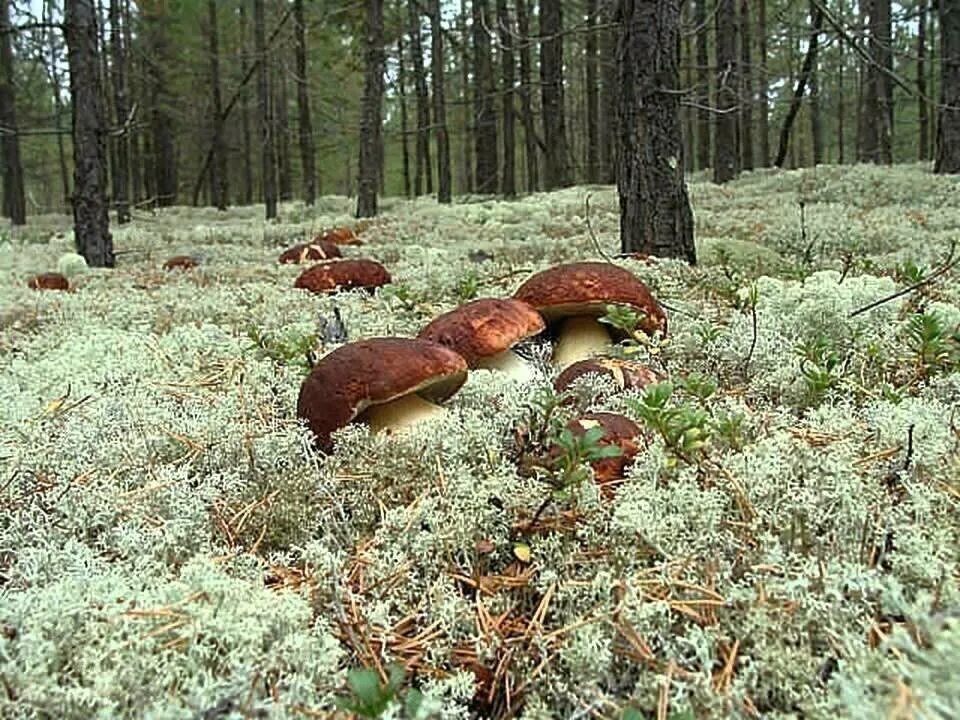 Боюсь есть грибы. Грибная Поляна белых белых грибов. Поляна грибов. Грибные места. Много грибов.