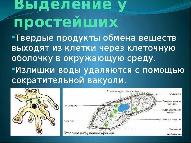 Выделение осуществляется через. Простейшие животные выделительная система. органы выделения у простейших животных. выделительная система простейших. выделение у простейших организмов.