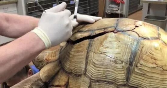 красноухая черепаха без панциря. панцирь черепахи. ожоги красноухой черепахи. треснутый панцирь черепахи. разбитый панцирь черепахи.