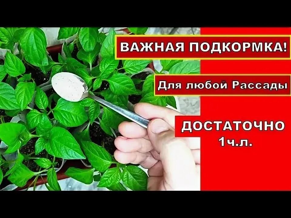 Можно ли подкормить рассаду помидор янтарной кислотой. Янтарная кислота для рассады томатов. Первая подкормка рассады. Первая подкормка томатов после пикировки. Подкормка рассады томатов до пикировки.