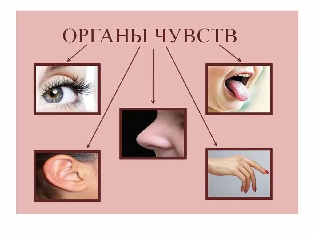 3 класса ощущений. Органы чувств. Органы чувси. Пять органов чувств. Органы чувств картинки.