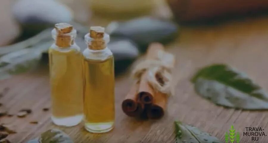 Можно ли вылечить золотистый. Стафилококк лечить народными средствами. народные средства от стафилококка на коже. народные средства по лечению стафилококка. золотистый стафилококк лечение у взрослых народными средствами.