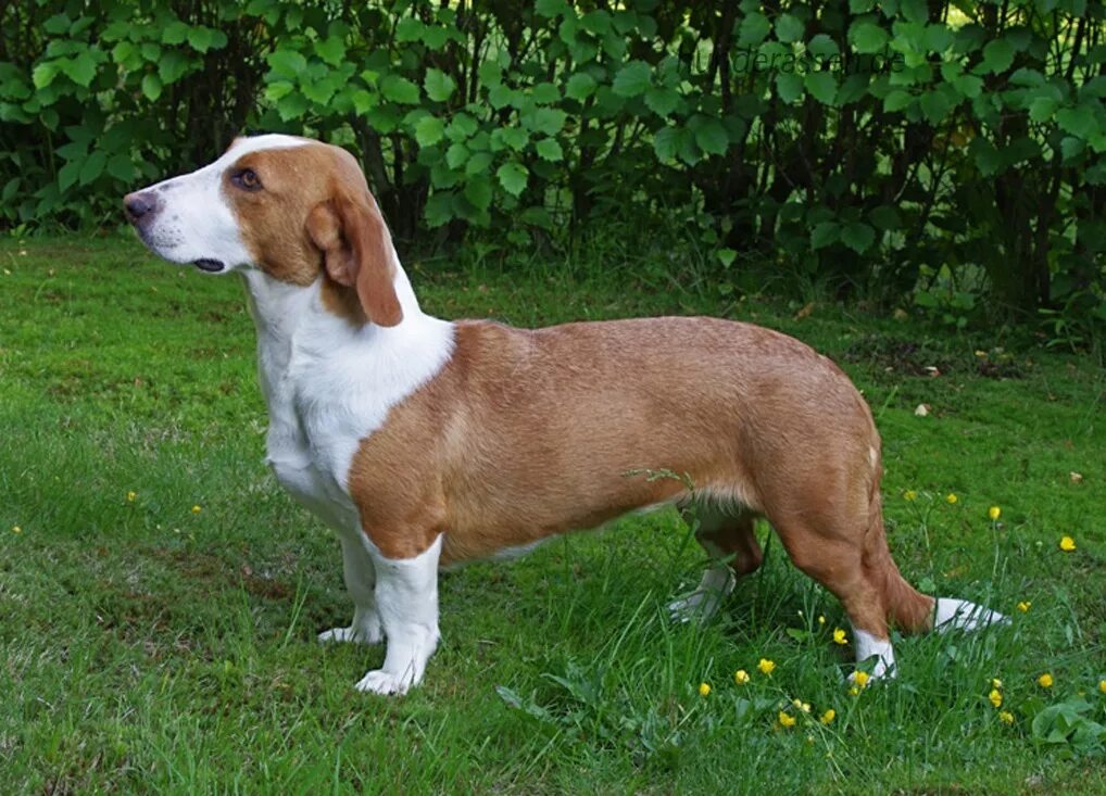 Древер порода. Вестфальская таксообразная гончая. Альпийская таксообразная гончая. Шведский древер таксообразный бракк. Древер.