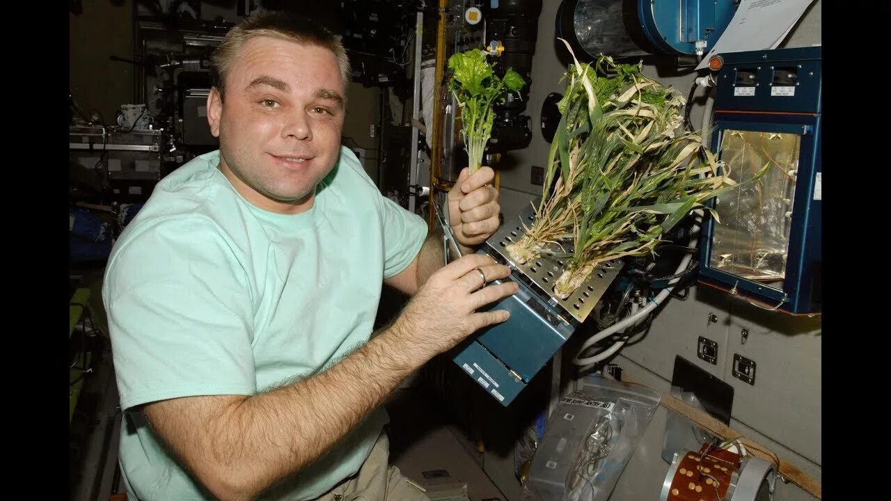 Оранжерея Veggie МКС. Оранжерея на МКС 2021. Эксперименты в космосе МКС. Space plants